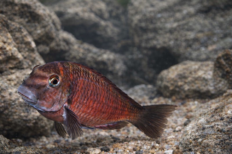 Tropheus sp. 'red' Kalindi